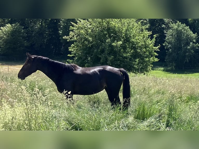 Zangersheider Stute 4 Jahre 165 cm Dunkelbrauner in Neckargemünd