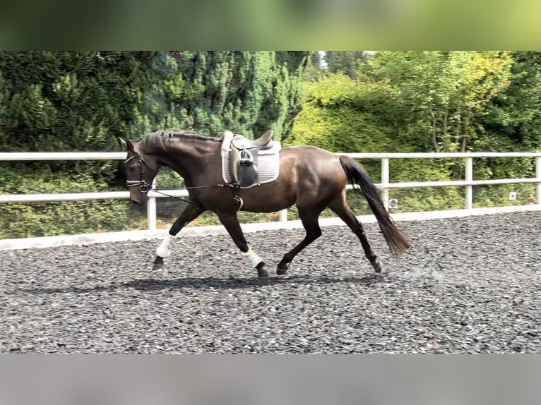 Zangersheider Stute 4 Jahre 165 cm Dunkelbrauner in Neckargemünd