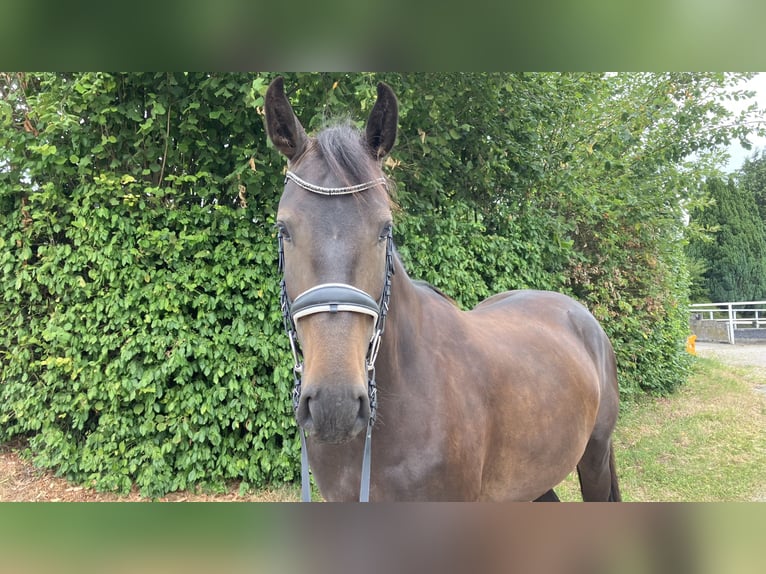 Zangersheider Stute 4 Jahre 165 cm Dunkelbrauner in Neckargemünd