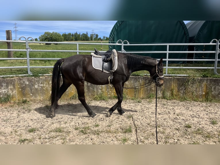 Zangersheider Stute 4 Jahre 165 cm Dunkelbrauner in Neckargemünd