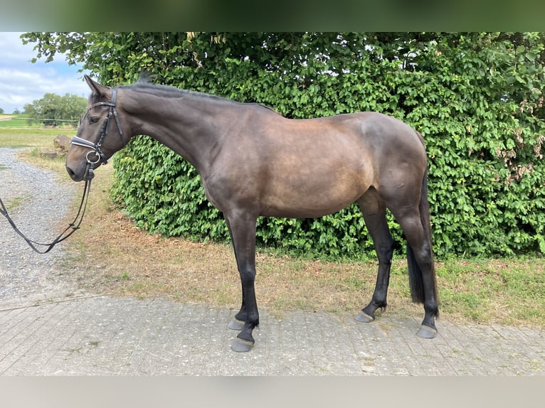 Zangersheider Stute 4 Jahre 165 cm Dunkelbrauner in Neckargemünd