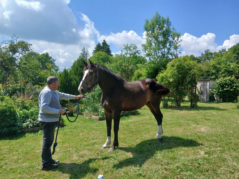 Zangersheider Stute 4 Jahre 165 cm Dunkelbrauner in Le Pin-au-Haras
