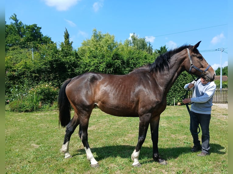 Zangersheider Stute 4 Jahre 165 cm Dunkelbrauner in Le Pin-au-Haras