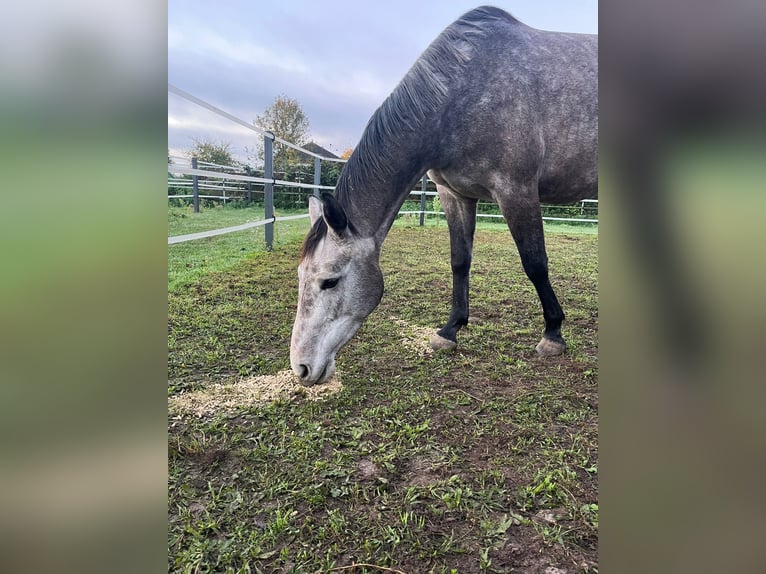 Zangersheider Stute 4 Jahre 165 cm Schimmel in Barsinghausen