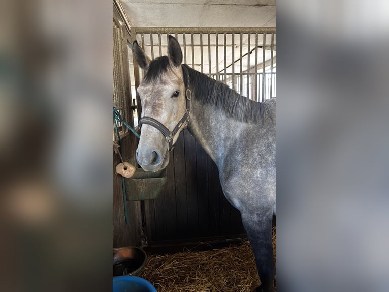 Zangersheider Stute 4 Jahre 165 cm Schimmel in Barsinghausen