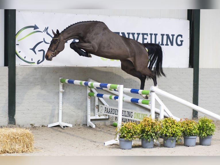 Zangersheider Stute 4 Jahre 165 cm  in Heerde