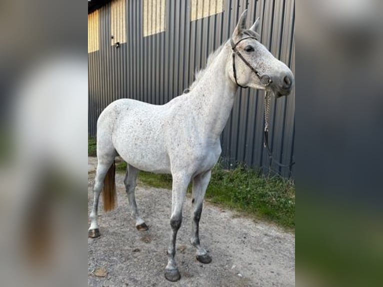 Zangersheider Stute 4 Jahre 166 cm Schimmel in GROTE-BROGEL