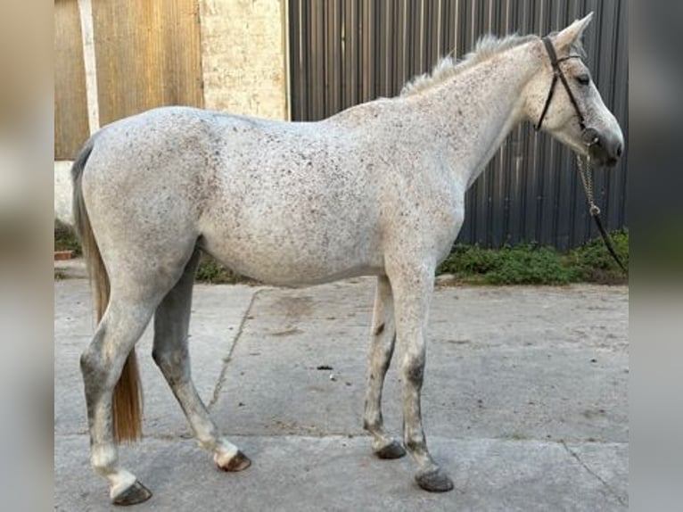 Zangersheider Stute 4 Jahre 166 cm Schimmel in GROTE-BROGEL