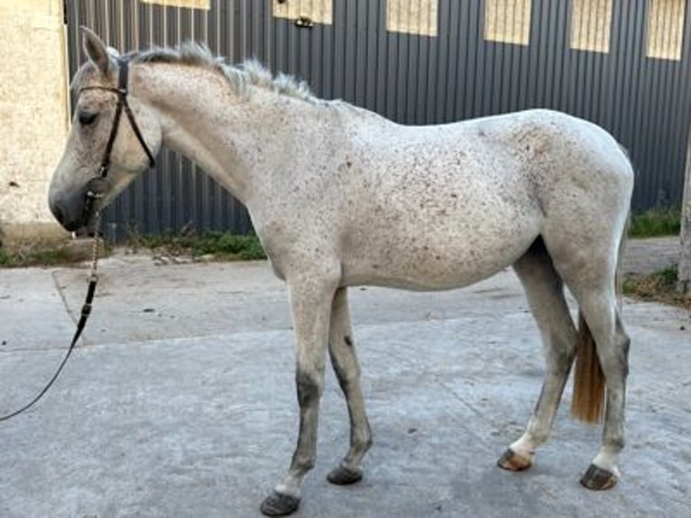 Zangersheider Stute 4 Jahre 166 cm Schimmel in GROTE-BROGEL