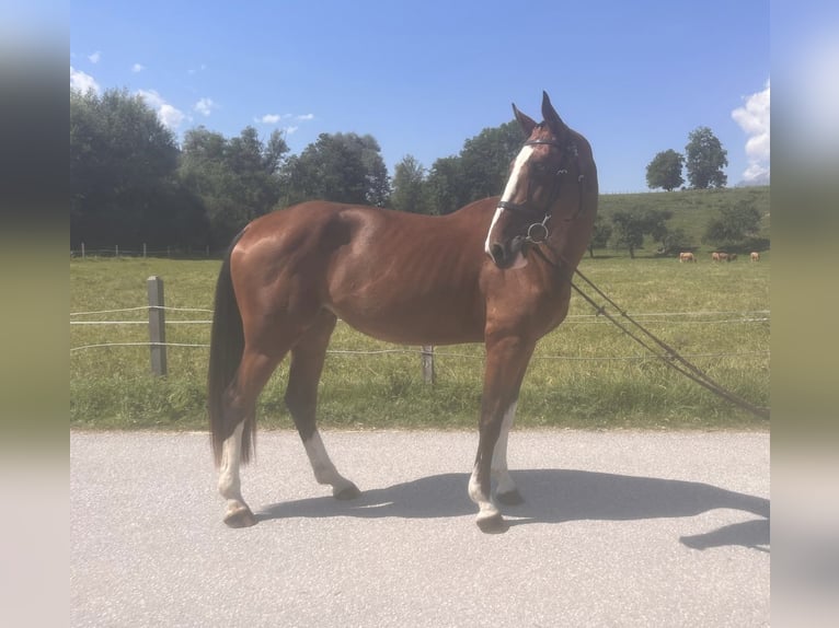 Zangersheider Stute 4 Jahre 167 cm Brauner in Pruggern