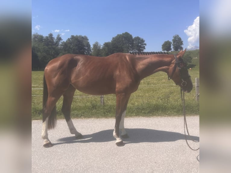 Zangersheider Stute 4 Jahre 167 cm Brauner in Pruggern