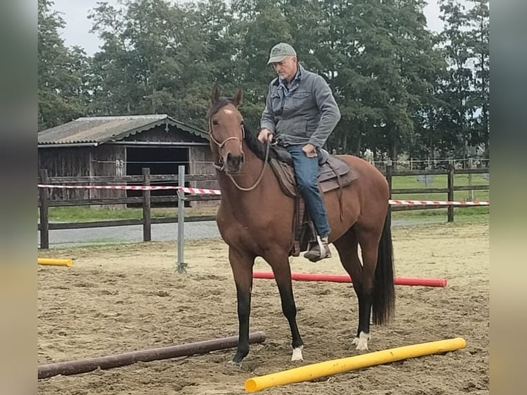 Zangersheider Stute 4 Jahre 167 cm Hellbrauner in Maarkedal