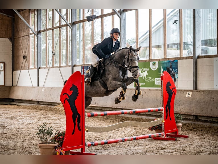 Zangersheider Stute 4 Jahre 167 cm Schimmel in Erkelenz