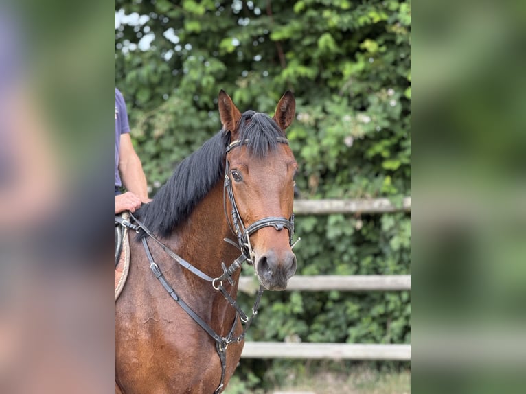 Zangersheider Stute 4 Jahre 167 cm  in Bad Homburg vor der Höhe