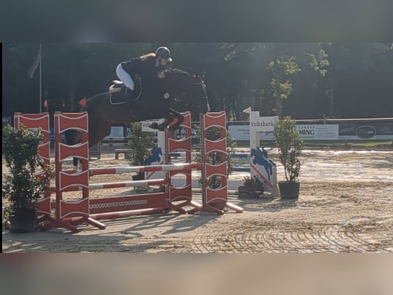 Zangersheider Stute 4 Jahre 168 cm Brauner in Borken