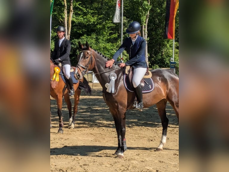 Zangersheider Stute 4 Jahre 168 cm Brauner in Borken
