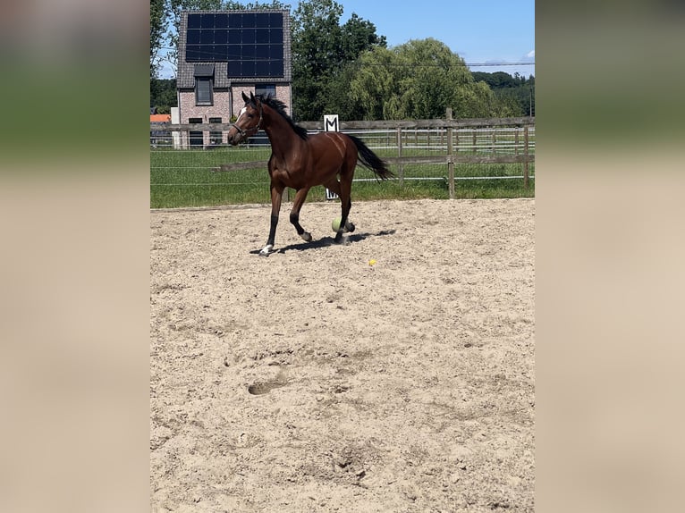 Zangersheider Stute 4 Jahre 168 cm Brauner in Leuven