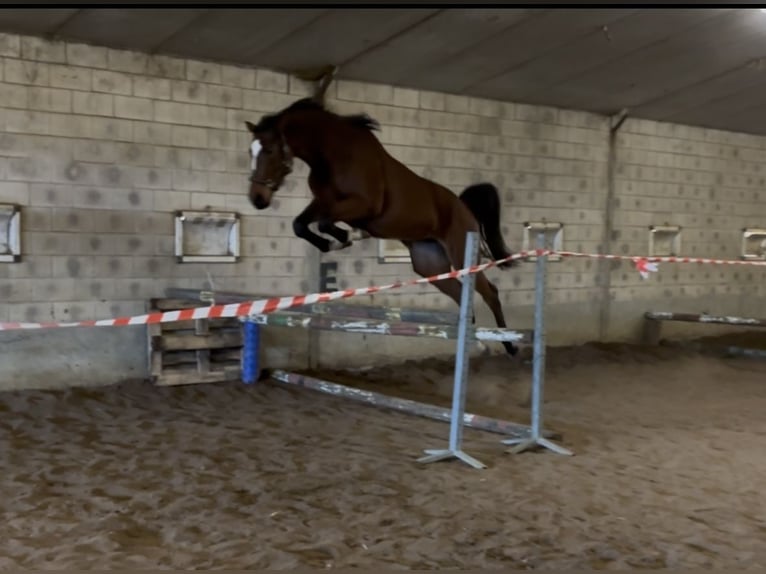 Zangersheider Stute 4 Jahre 168 cm Brauner in Leuven