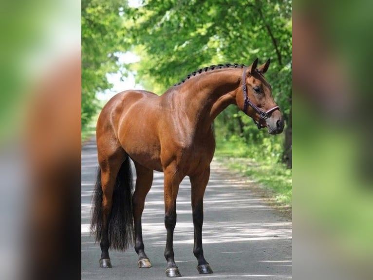 Zangersheider Stute 4 Jahre 168 cm Brauner in Hódmezővásárhely