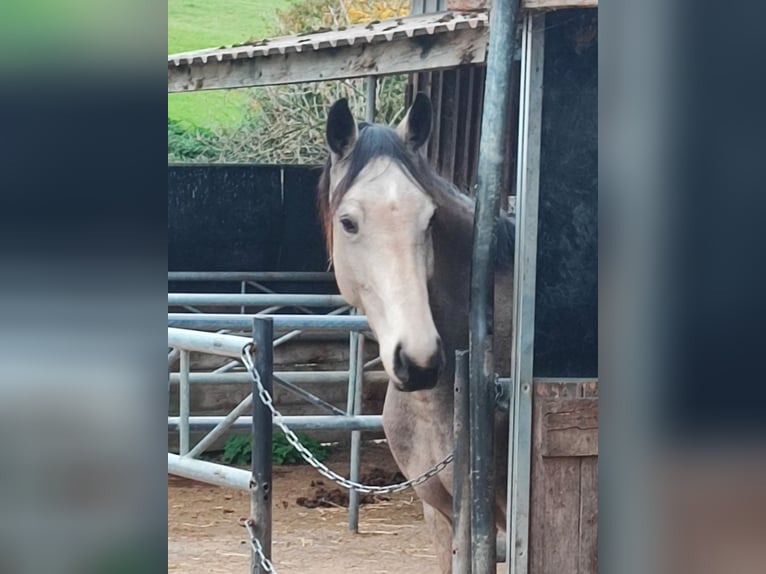 Zangersheider Stute 4 Jahre 168 cm Buckskin in Walzbachtal