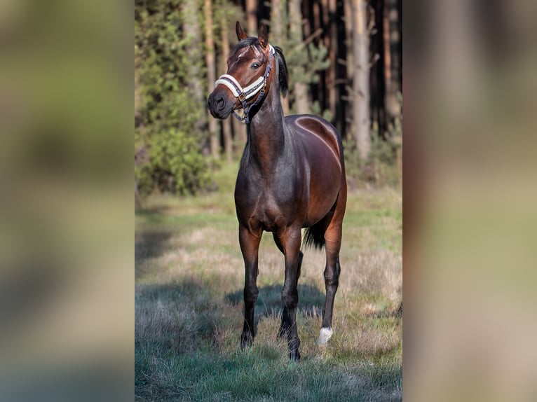 Zangersheider Stute 4 Jahre 168 cm Dunkelbrauner in Zielona G&#xF3;ra