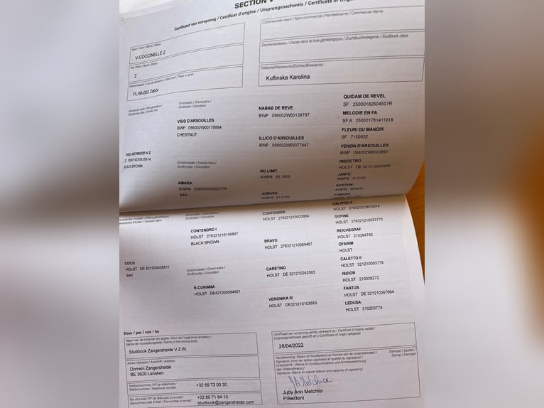 Zangersheider Stute 4 Jahre 168 cm Dunkelbrauner in Wiesengrund