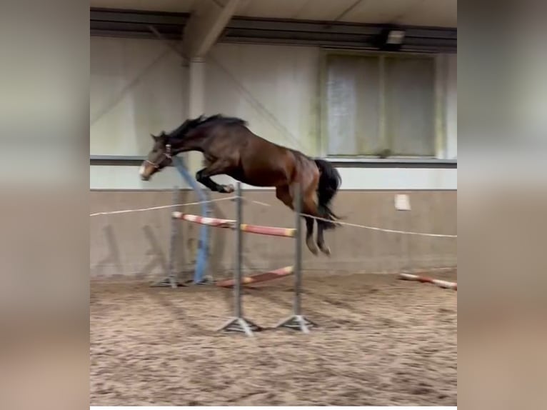 Zangersheider Stute 4 Jahre 168 cm Dunkelbrauner in Wiesengrund