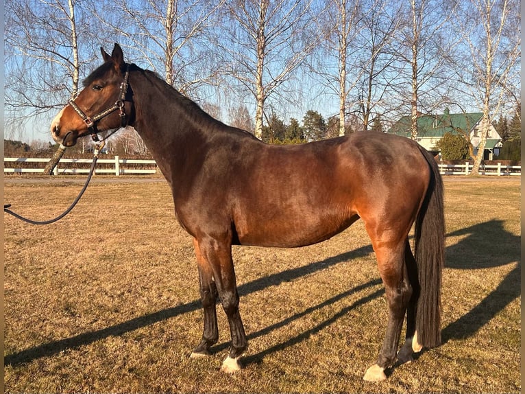 Zangersheider Stute 4 Jahre 168 cm Dunkelbrauner in Wiesengrund