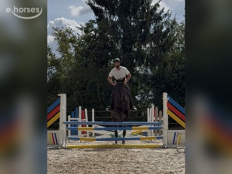 Zangersheider Stute 4 Jahre 168 cm Rappe in Bad Homburg vor der Höhe