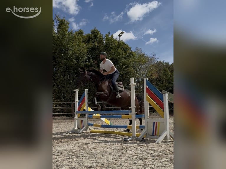 Zangersheider Stute 4 Jahre 168 cm Rappe in Bad Homburg vor der Höhe