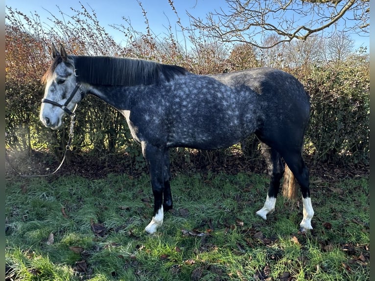 Zangersheider Stute 4 Jahre 168 cm Schimmel in Bury St Edmunds
