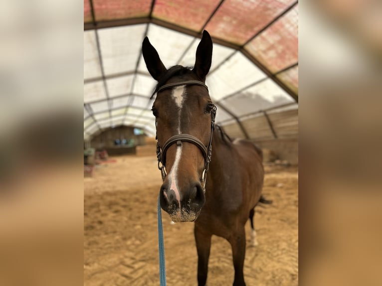 Zangersheider Stute 4 Jahre 170 cm Dunkelbrauner in Titz