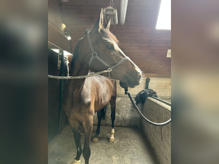 Zangersheider Stute 4 Jahre 170 cm Dunkelbrauner in Titz