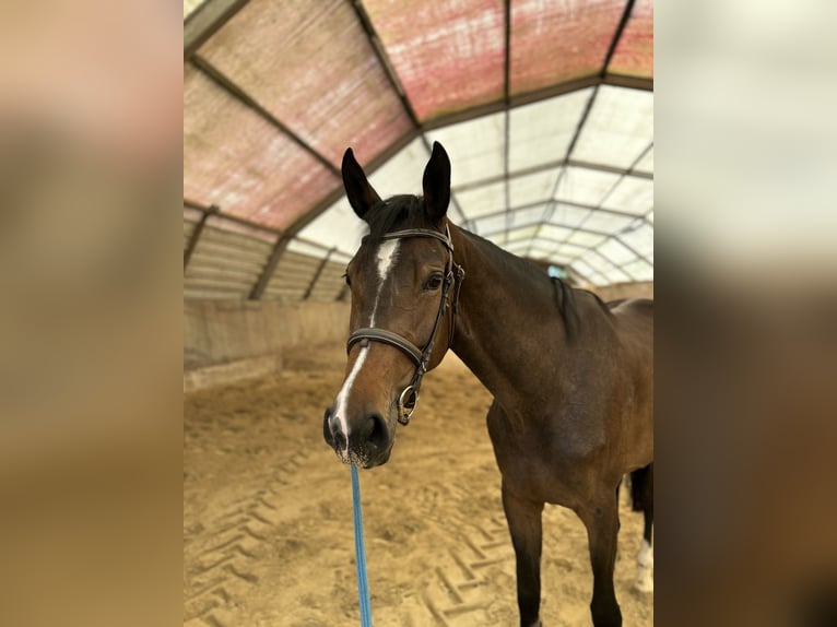 Zangersheider Stute 4 Jahre 170 cm Dunkelbrauner in Titz