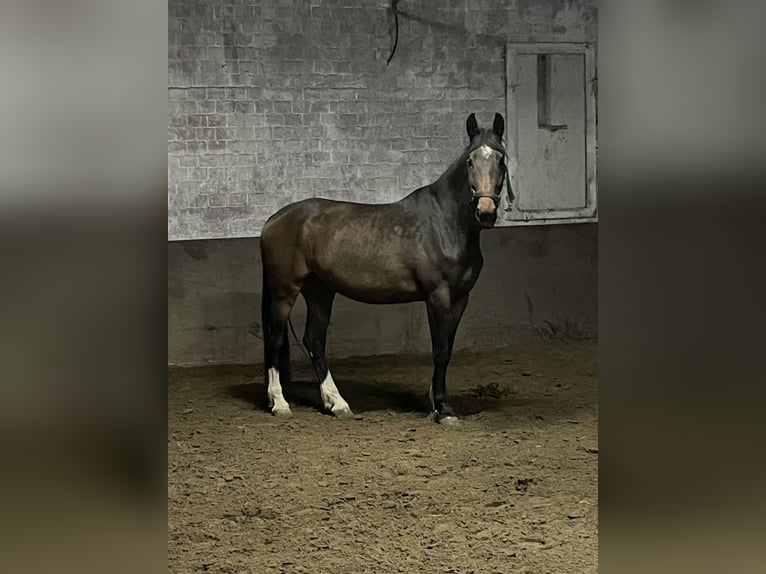 Zangersheider Stute 4 Jahre 172 cm Brauner in Ratingen