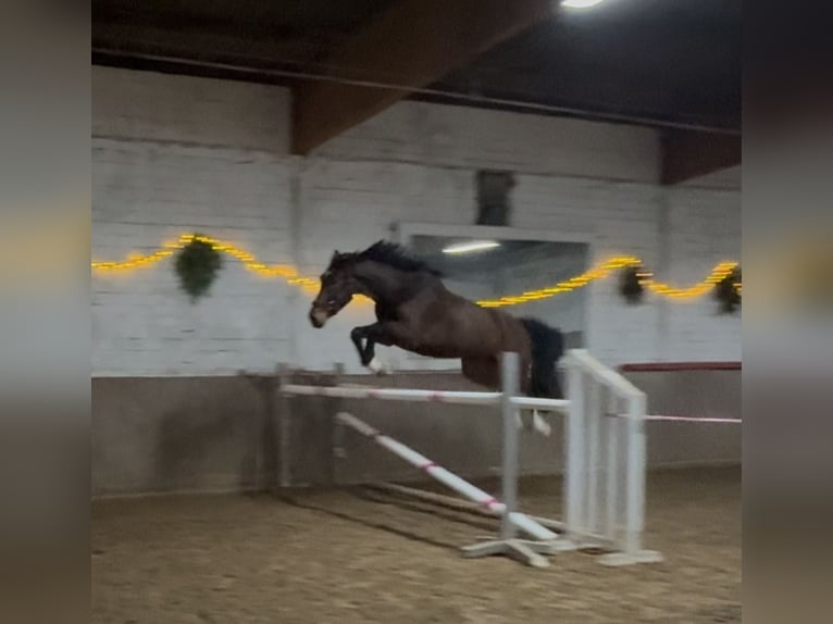 Zangersheider Stute 4 Jahre 172 cm Brauner in Ratingen