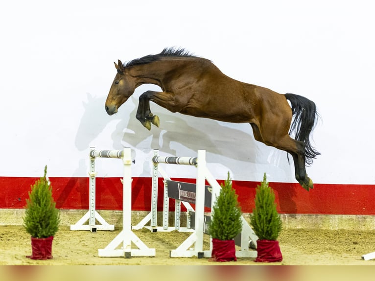 Zangersheider Stute 4 Jahre 174 cm Brauner in Waddinxveen