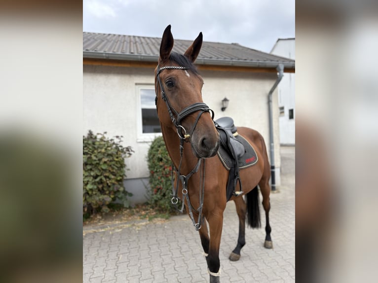 Zangersheider Stute 4 Jahre 174 cm Brauner in Borchen