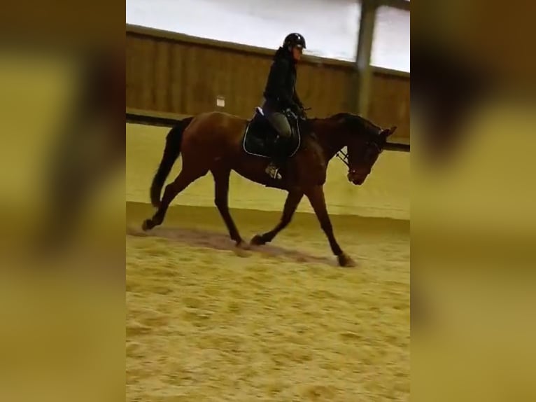 Zangersheider Stute 4 Jahre 175 cm Brauner in Lemberg