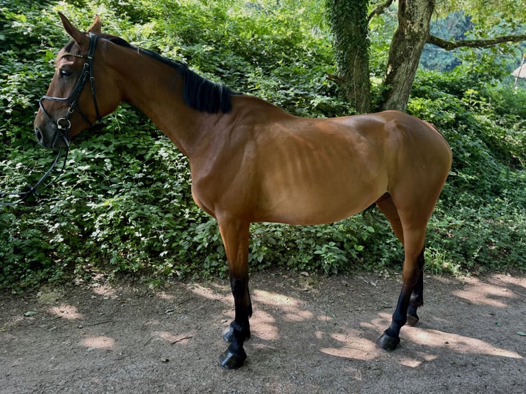 Zangersheider Stute 4 Jahre 175 cm Brauner in Lemberg