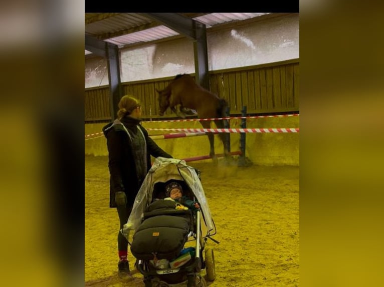 Zangersheider Stute 4 Jahre 175 cm Brauner in Lemberg