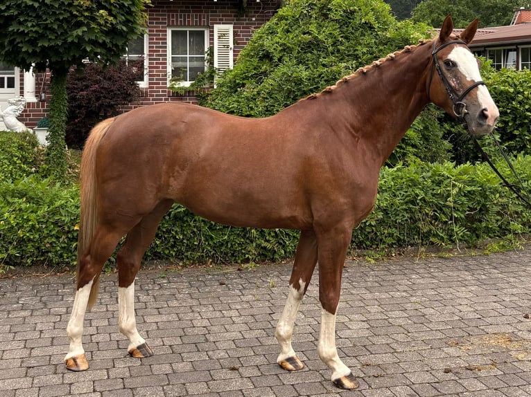 Zangersheider Stute 4 Jahre Fuchs in W&#xE4;chtersbach