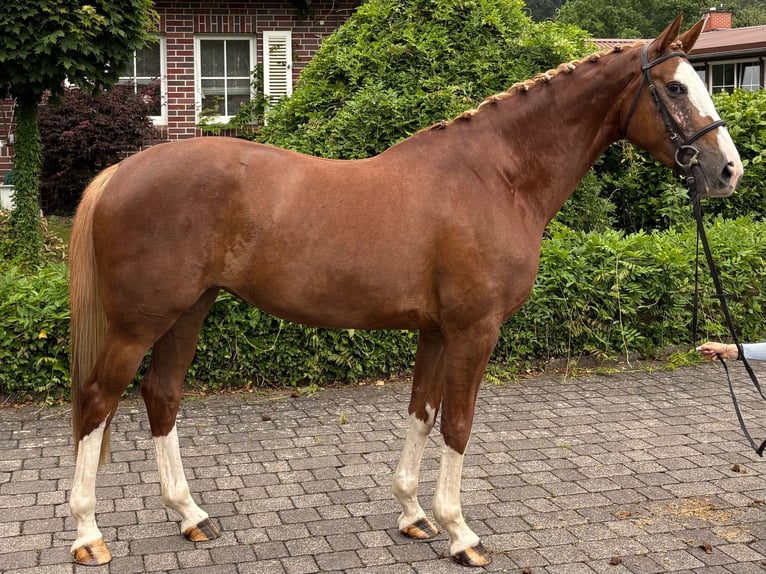 Zangersheider Stute 4 Jahre Fuchs in W&#xE4;chtersbach