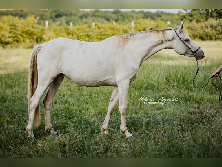 Zangersheider Stute 5 Jahre 154 cm Champagne in Beaumont pied-de-boeuf