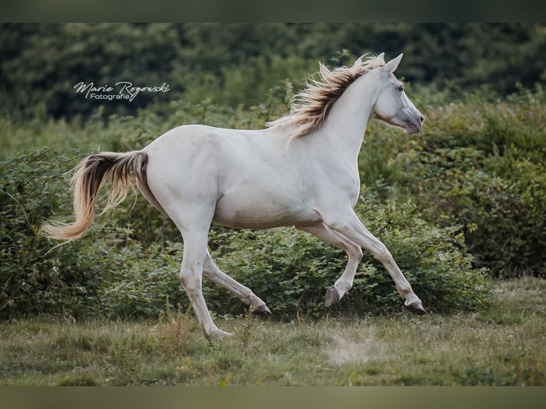 Zangersheider Stute 5 Jahre 154 cm Champagne in Beaumont pied-de-boeuf