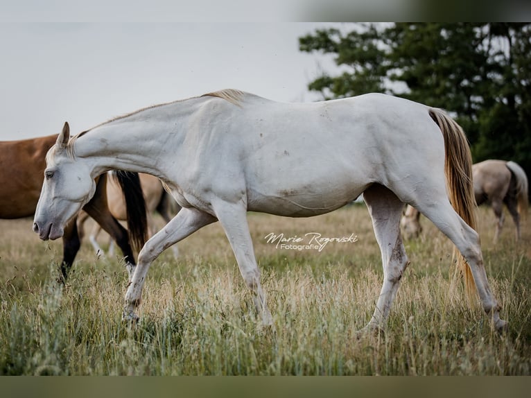 Zangersheider Stute 5 Jahre 154 cm Champagne in Beaumont pied-de-boeuf