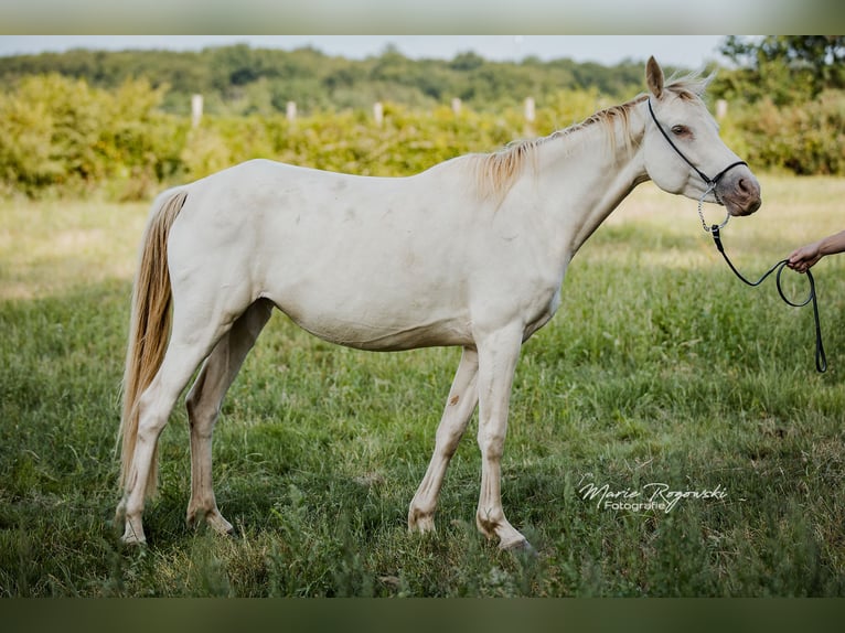 Zangersheider Stute 5 Jahre 154 cm Champagne in Beaumont pied-de-boeuf