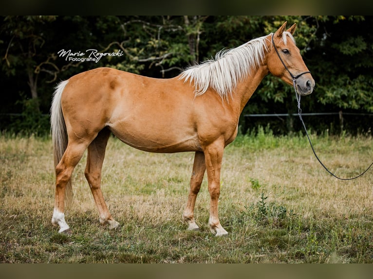 Zangersheider Stute 5 Jahre 156 cm Palomino in Beaumont-Pied-de-Buf
