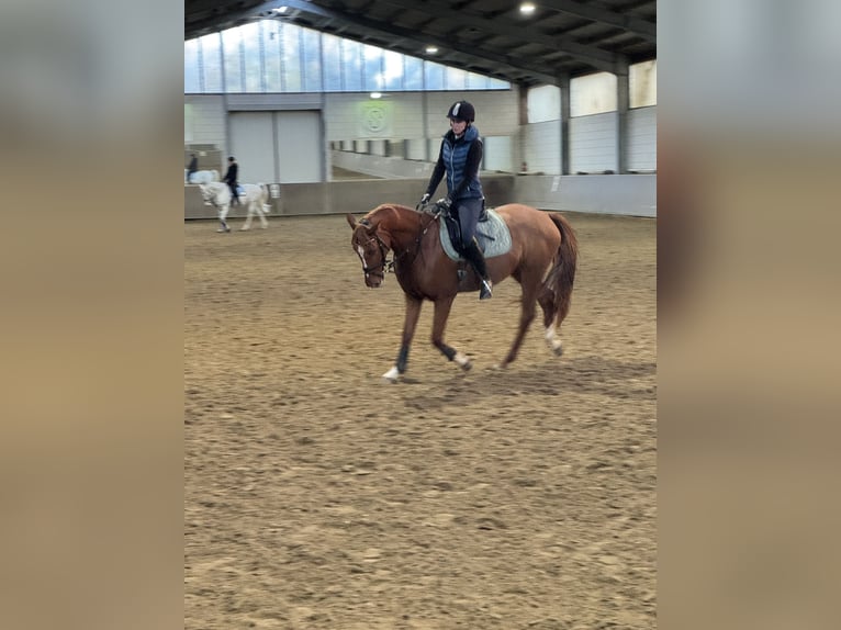 Zangersheider Stute 5 Jahre 158 cm Fuchs in Meerbusch