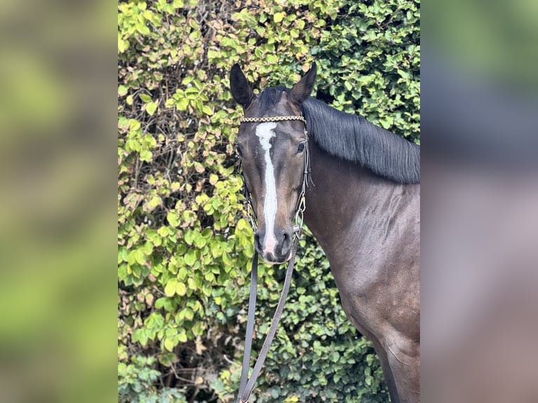 Zangersheider Stute 5 Jahre 158 cm Schwarzbrauner in BornheimBornheim